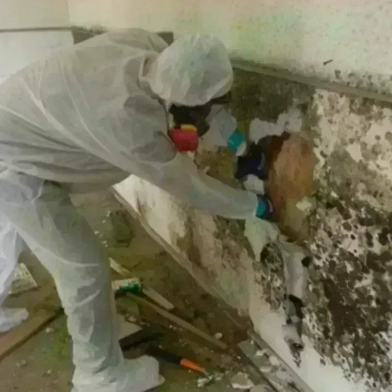 Mold Remediation and Removal in Oneonta, NY